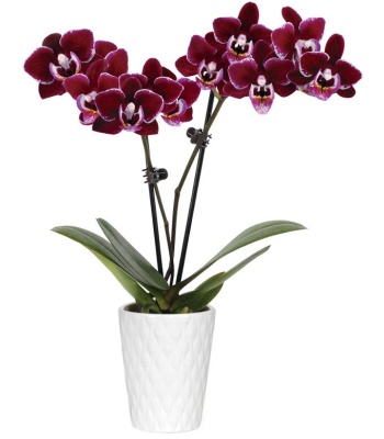 Mini Orchid Plant - Violet Beauty