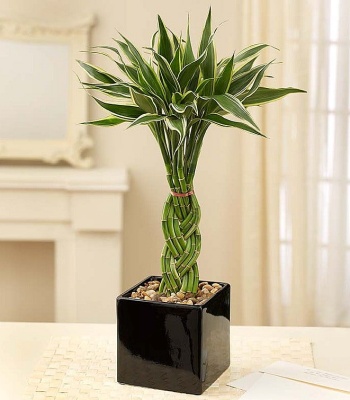 Modern Bamboo Plant