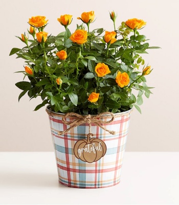 Orange Rose Plant