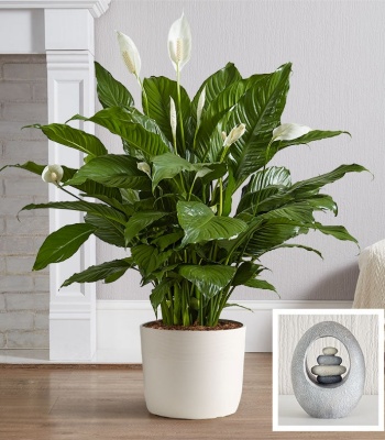 Peace Lily Floor Plant