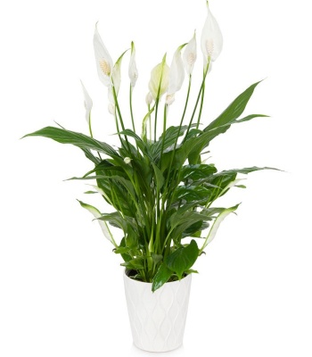 Peace Lily Plant - Elegant