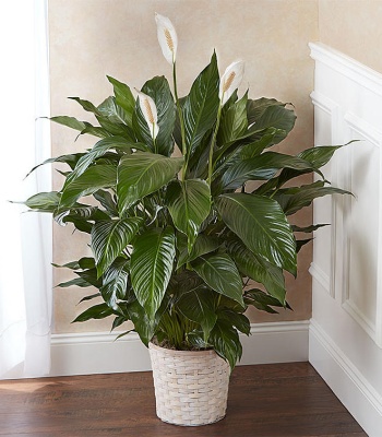 Peace Lily Plant in Wicker Basket