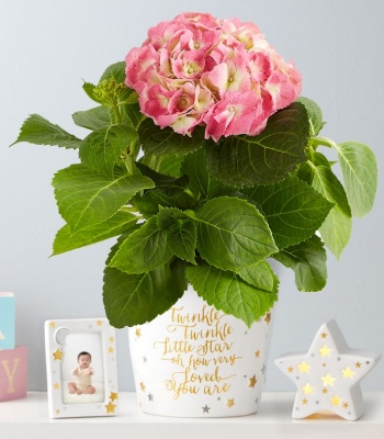 Pink Hydrangea in Keepsake Container