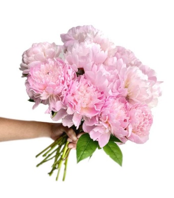 Pink Peonies