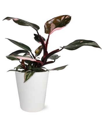 Pink Philodendron Plant