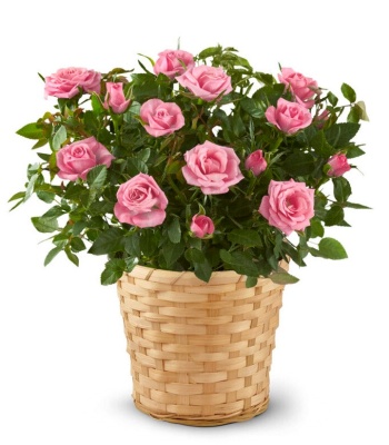 Pink Rose Basket