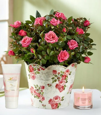 Pink Rose Plant