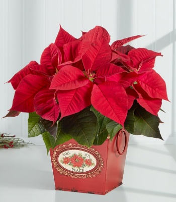 Poinsettia Plant