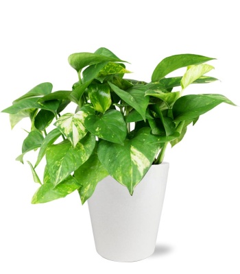 Pothos Plant