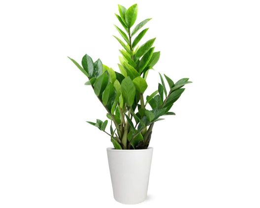 Potted Zz Houseplant