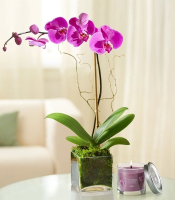 Purple Orchids with Purple Candle