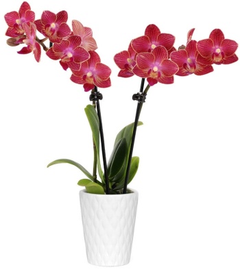 Red Orchid - Mini