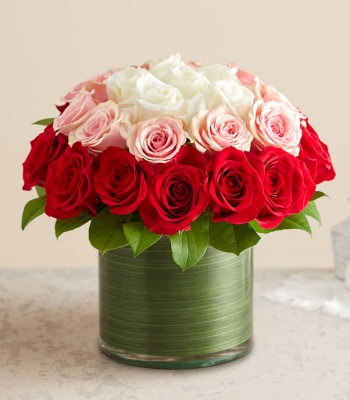 Red, Pink and White Roses in Vase