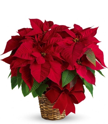 Red Poinsettia Plant