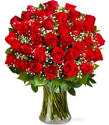 Red Roses - Premium Three Dozen