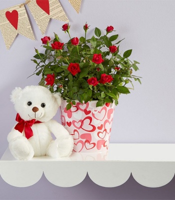 Rose Plant - Bundle of Love