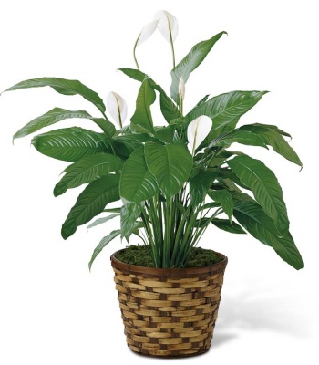 Spathiphyllum Peace Lily Plant