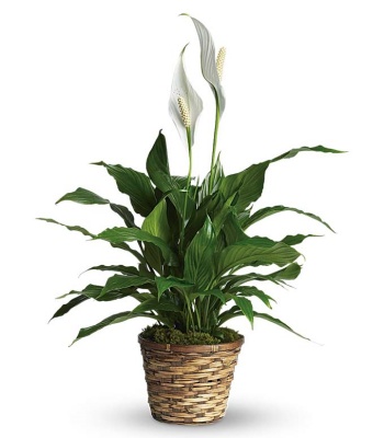 Spathiphyllum Plant