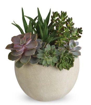 Succulent Plant Garden