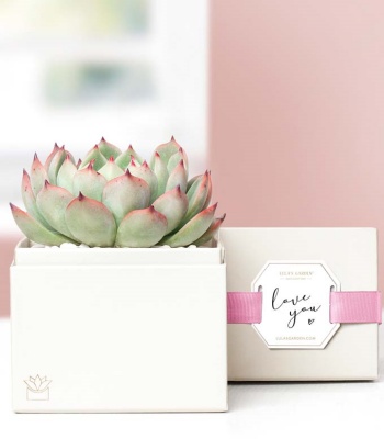 Succulent Plant Gift I Love You