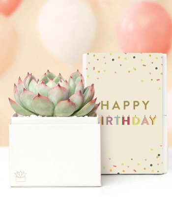 Succulent Plants Birthday Gift