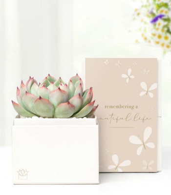 Sympathy Succulent Plant