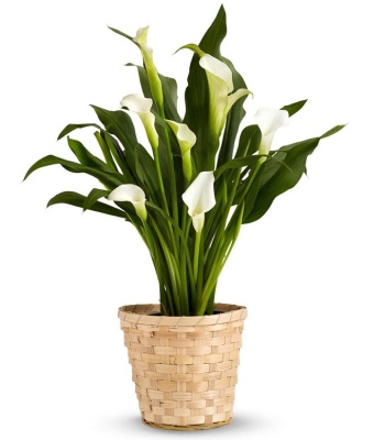 White Calla Lily Potted Plant