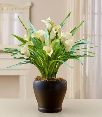 White Calla Lily