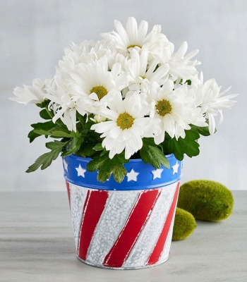 White Daisy Flowers in Patriotic Planter