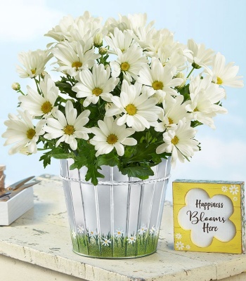 White Daisy Plant