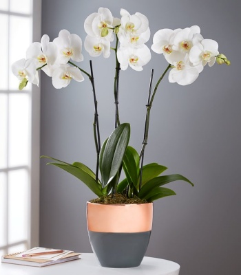 White Orchid Plant in Ceramic Planter