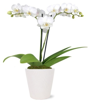 White Orchid Plant