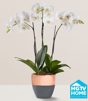 White Phalaenopsis Orchid - 3 Stem