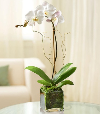 White Phalaenopsis Orchid