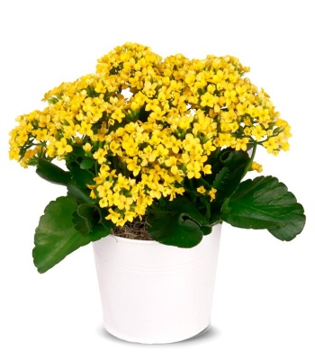 Yellow Indoor Kalanchoe Plant