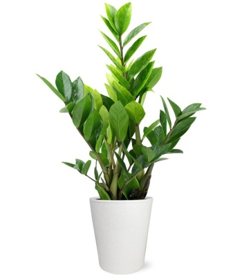 Potted ZZ Houseplant